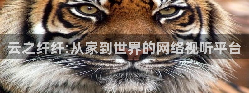 黑蚂蚁影视