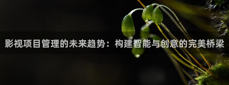 黑蚂蚁影业